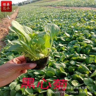 黑心菊杯苗四季易种室外庭院金光菊多年生耐寒花卉黑心菊花种花苗