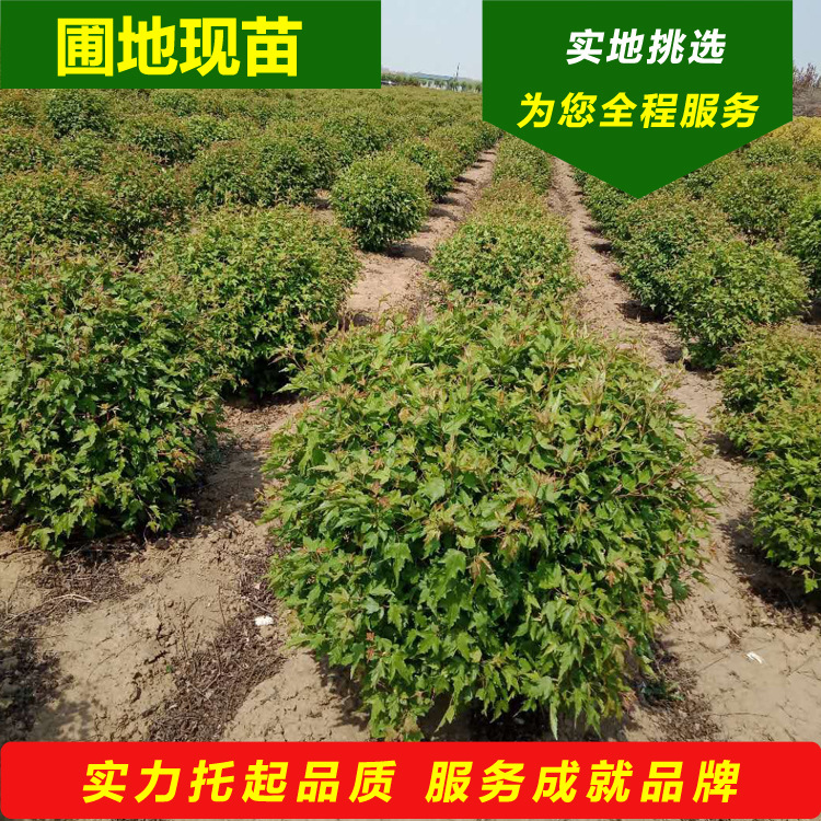 三角枫球茶条槭风景观赏球彩叶枫树球东北辽宁绿化灌木球量大从优