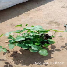 ���ع�����ݮ  ��ݮ ������ݮ���� �������l�޸����� ��ݮ�r��