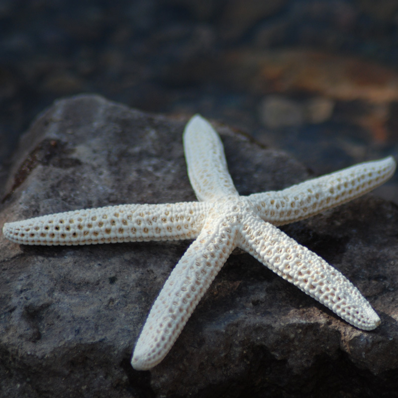 Finger starfish, 10-15cm, white, natural starfish, genuine five-finger starfish wall sticker, preserved flower ornament, wholesale.