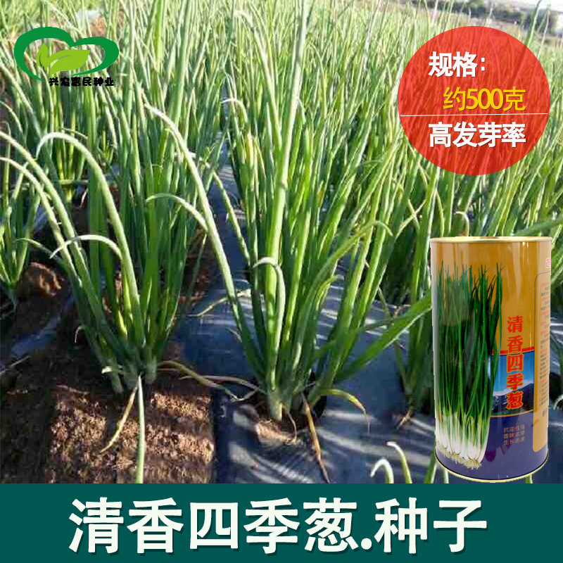 清香四季小香葱种子 农田菜园可盆栽叶细质地柔嫩四季小葱蔬菜籽