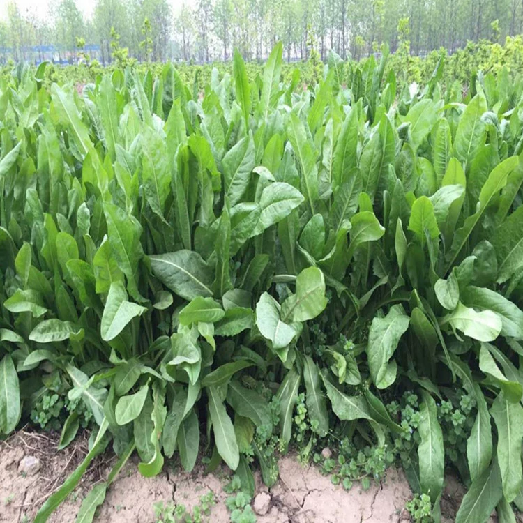 Кормовая трава виды семян райграс сладкий сорго Мексиканская трава кукурузы Люцерна Золотарник виды цикория суданская трава