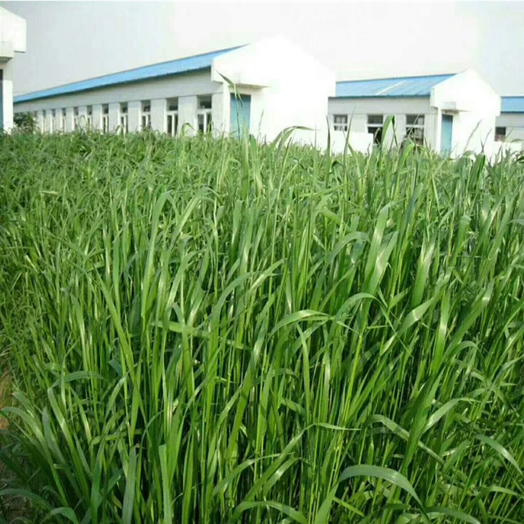 Кормовые семена райграс Гордан многолетнее сладкое сорго кукурузная трава суданская трава цикорий трава Крупный рогатый скот и овцы кормовая трава