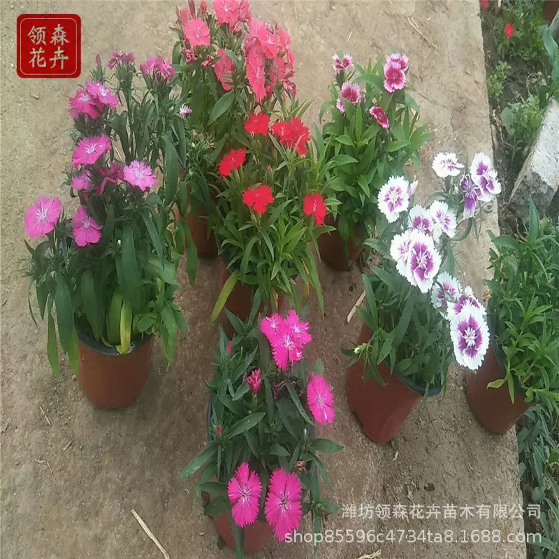 地被石竹 宿根花卉 地被草花 庭院 景观绿化地被石竹 盆栽欧石竹