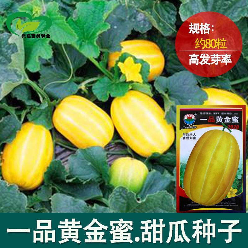 黄金蜜香瓜种子 农田菜园中熟黄皮白肉厚甜嫩香瓜甜瓜水果籽