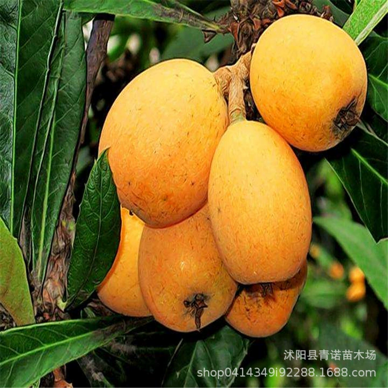 Мушмула Рассада Big Five Star/Белый песок Мушмула Рассада Фрукты Рассада оптом