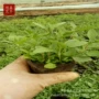 四季地被庭院植物花卉