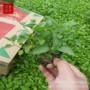 四季庭院种植婆婆纳婆婆纳