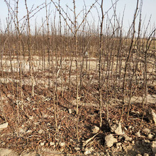 0.5���ֻ�����r�� ɽ�|����������� �������̴�t�ۻ�����