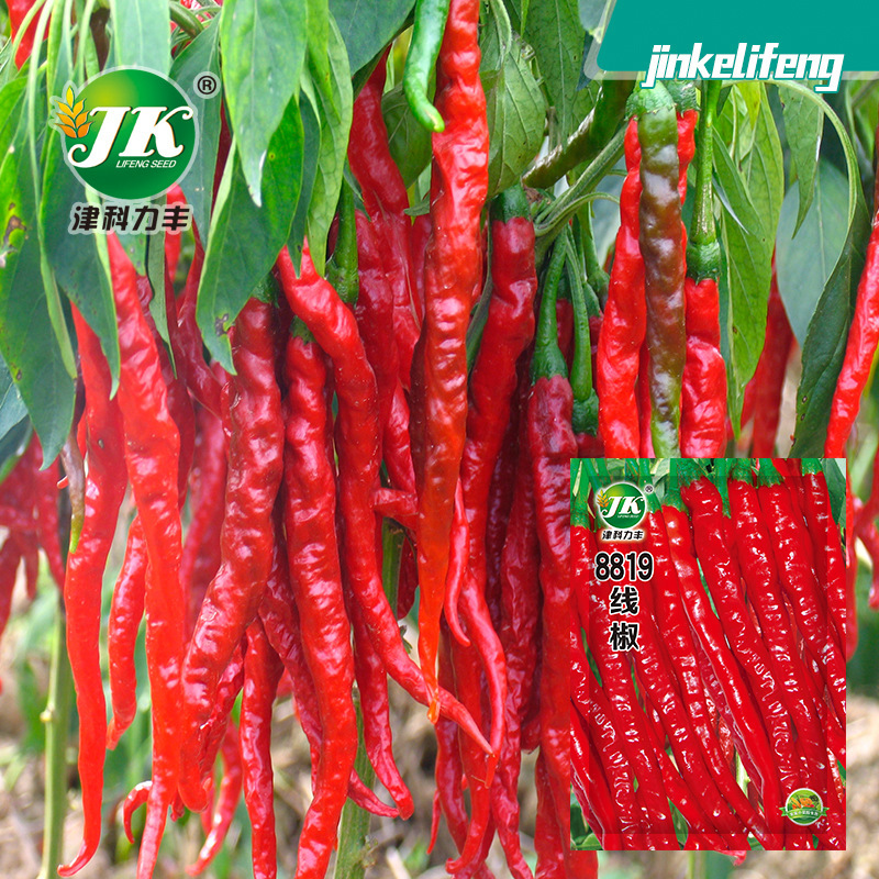 Manufacturer Wholesale Pepper Seeds 8819 Red Pepper Dried Fresh Pepper Seeds Spicy Long Spring Vegetable Seeds