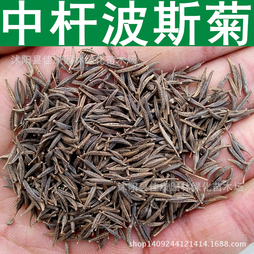 草花种子 中杆波斯菊种子  秋樱 八瓣梅 秋英 格桑花种子 1件=1斤