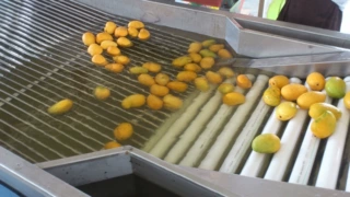 【产地货源】洗果打蜡机 果品清洗打蜡设备 分选包装线