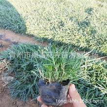 ���ݲݻ� �ر�ʯ�� ʯ�񻨻� ����ʯ��G������������ �ͺ��ͺ�