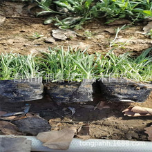 ���ʯ�� ����ʯ��������޸����� ����ʯ�� ʯ��r�� ���ݲݻ�