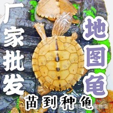 外塘养殖地图龟苗种活体小乌龟深水龟乌龟中华草龟批发