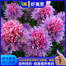 虾夷葱种子花葱籽菜园蔬菜阳台盆栽章丘大葱四季小葱鸦葱婆罗门