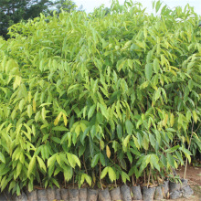 �������l���ϳ�����罛��������ľ�޽���骳��㱭�玧�����~�l؛