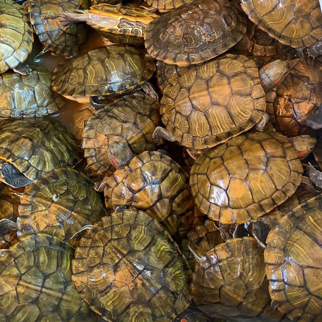 Молодцы китайских травяных черепах, взрослые черепахи, черные черепахи, черепахи с золотой полосой, дикие черепахи, долгоживущие черные черепахи, черепахи с черным дном, черепахи с цветочной кожей, черепахи с огненным панцирем.