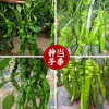 Screw pepper pepper seeds wholesale farmland vegetables, cooked wrinkle spicy flavors, dark green pepper and vegetable seeds