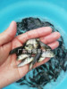 全雄性羅非魚苗出售 3-4cm福壽魚苗供應 淡水羅非魚苗活體批發