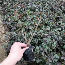 宿根花卉;盆栽;一二年生花卉