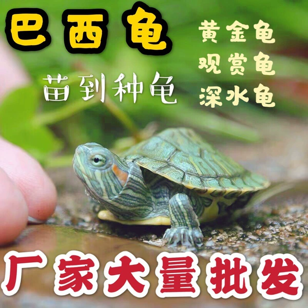 *Brazilian turtle