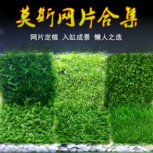 鱼缸造景 大三角莫斯片 垂泪 鹿角苔 莫斯水草定植MOSS 莫斯网片