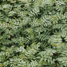 ���س��ۻ����� Ʒ�N������F�ڬF�u ����ă� 80���ֻ�����