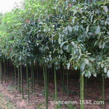 基地供应香樟树苗 庭院绿化四季常青植物 工程用苗小叶香樟树