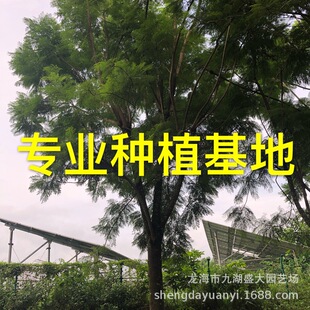 �����{��麃r�� �Ĵ��{��麈�r �е����{��� �ؑc�{��麻���