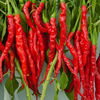 Factory wholesale pepper seeds 8819 red -line pepper dried pepper and fresh pepper two -purpose seed seeds spicy spring season vegetable seed species