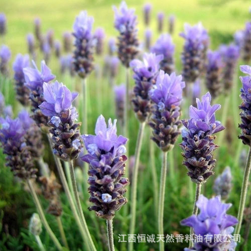 厂家直销植物杂交品种香料化妆品单方精油杂薰衣草油