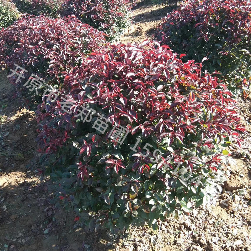 红叶李球 紫叶李球 2026年供应彩叶花灌木球 密枝红叶李美植袋苗