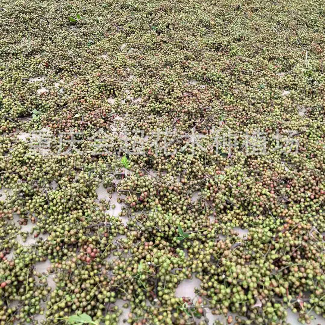 Продажа крупных партий семян перца. Семена зеленого перца девятилистного. Возможен предзаказ. При покупке больших объемов предоставляется скидка на посадку рассады.