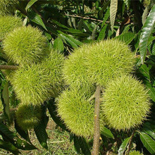 适合北方地区种植华光板栗树苗 一公分 农户种植嫁接板栗苗