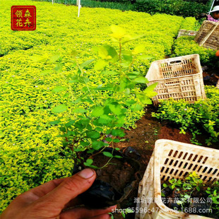 ���潑����Ѩ���� ����ۻ������� ��ľ���� �@�־G�� ���G��ľ