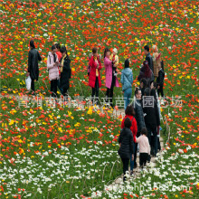 ���ع�����ɫ���u������ ���� ������С�� �r�� �r��ݻ��ر�ֲ��