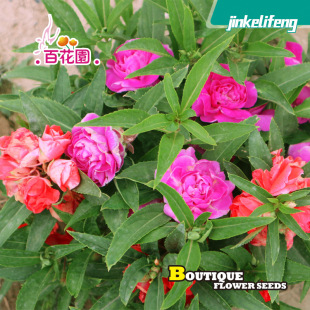 ���r�P�ɷN�ӻ�ɫָ�׻��҃��ļ����NͥԺ�̨�����@С�^�G���_��