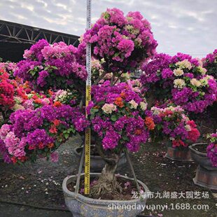 ��ɫ����÷�r�� ��ɫ�ն��N�~�ӻ����ظ� ���Ͷ������÷�r��