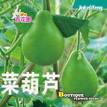 菜葫芦种子瓢葫芦爬藤压腰大酒葫芦爬藤葫芦葫芦娃文玩手捻种子