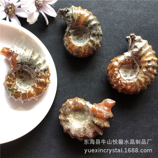 Natural Paleontology Sheep Horned Snail Fossil Jade Snail Ammonium Stone Handle Play Piece Ore Specimen Stone