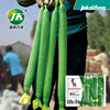 华骏 Hybrid incense jade loofah seed specialty crispy tender fragrance harvesting period Changshun straight spring season vegetable seeds