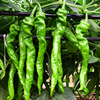 华骏 Triumph screw pepper seed long chili seed seeds hybrid spicy potted pastoral vegetable seeds