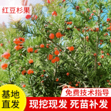 ع؁tɼԭrtɼɹ ľ˼