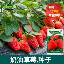 种子阳台盆栽种植奶油草莓种子批发水果种子 花卉花草籽四季播