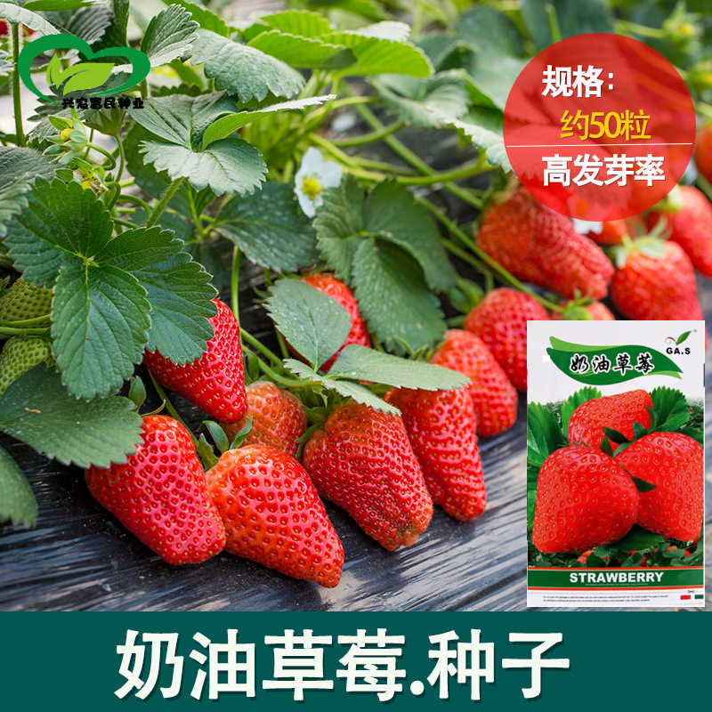 种子阳台盆栽种植奶油草莓种子批发水果种子 花卉花草籽四季播