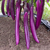 Huajun Purple Dragon Hangzhou Eggplant Seed Seed Egggrite Vested Fine Characters Fine Tender Spring and Summer Vegetable Vegetables 孑