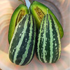 Sweet tooth melon seeds seeds and melon seeds are super sweet flowers and crispy crispy seasons, fruits, fruit seeds, vegetable seeds