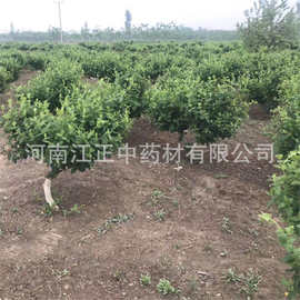 河南金银花基地批发金银花种苗 金银花苗价格 金银花树苗