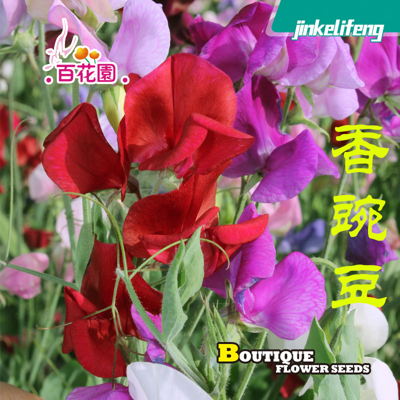 香豌豆种子多彩攀缘性草本花卉花种四季种阳台庭院室内易种易活